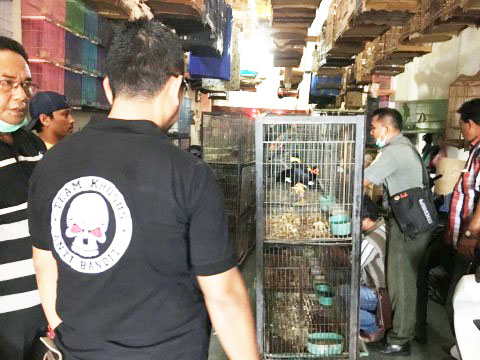 332 Confiscated Birds in Kisaran, Sumatra, Will be Released Back in the Wild (June 16, 2016)